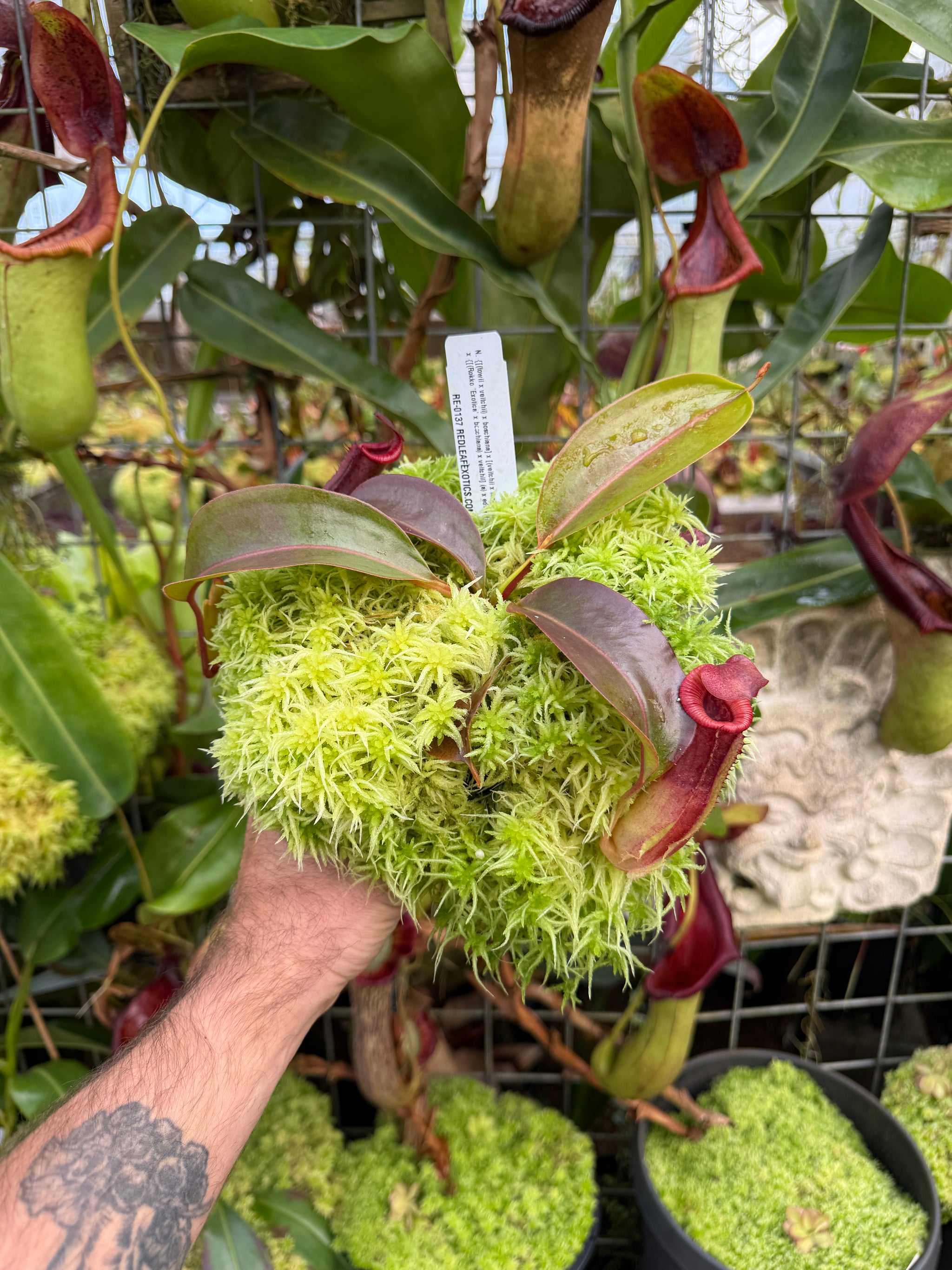 N. {[(lowii x veitchii) x boschiana] x [(veitchii x maxima) x