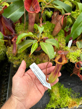 Load image into Gallery viewer, N. {[(lowii x veitchii) x boschiana] x [(veitchii x maxima) x veitchii]} x {[(Rokko ‘Exotica’ x boschiana) x veitchii] x edwardsiana} RE-0137
