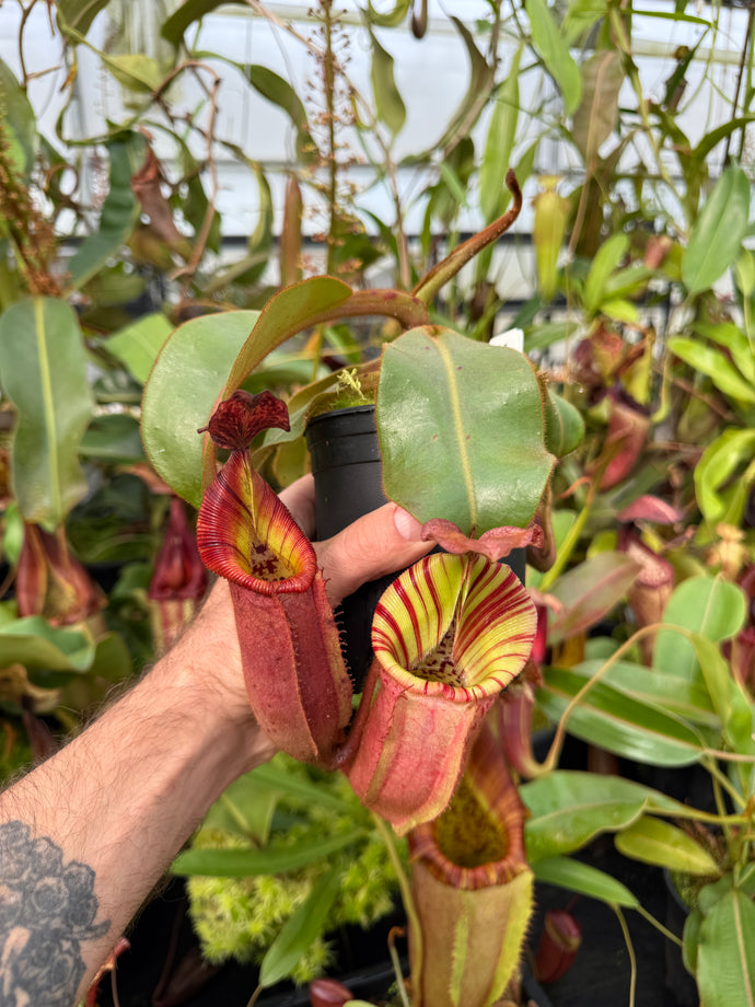 N. veitchii H/L- gold  x (burbidgeae x edwardsiana) x [(veitchii x maxima) x veitchii] EP large