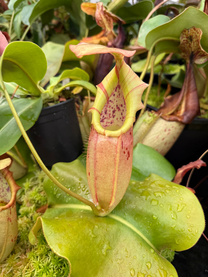 N. northiana x veitchii -Bario  large