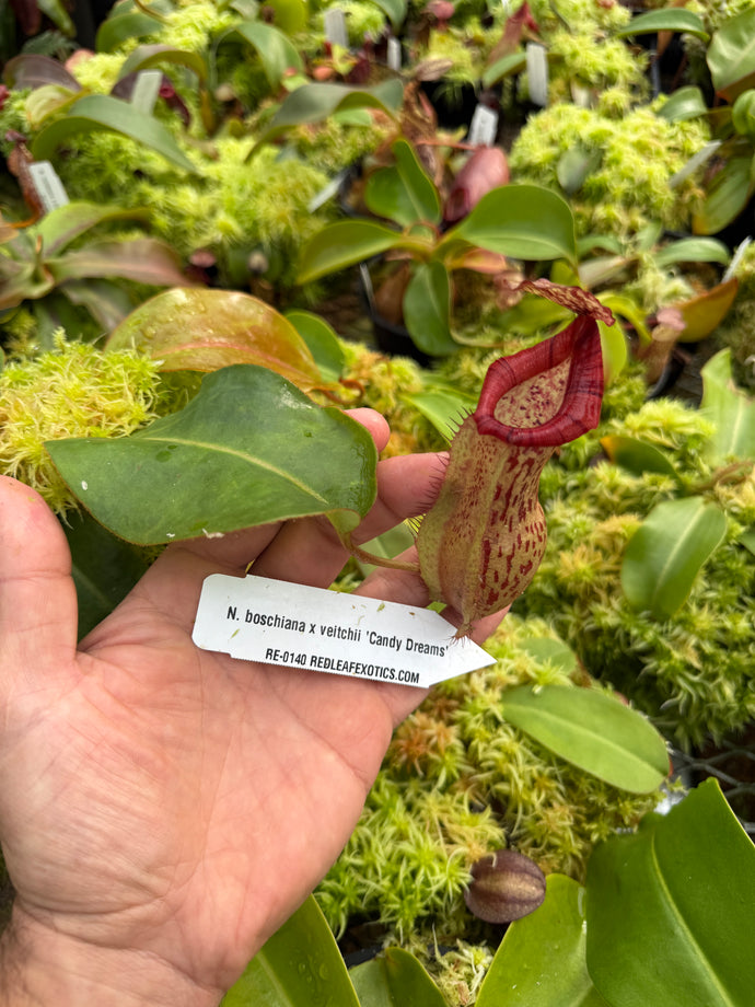 #1 N. boschiana x veitchii ‘Candy Dreams’ RE-0140