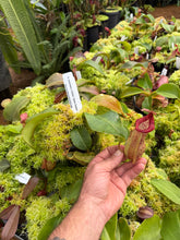 Load image into Gallery viewer, #1 N. boschiana x veitchii ‘Candy Dreams’ RE-0140
