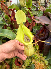 Load image into Gallery viewer, N. veitchii (k) - gold x (spathulata x jacquelineae)EP Rooted Cuttings
