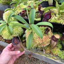 Load image into Gallery viewer, N. talangensis x bongso

