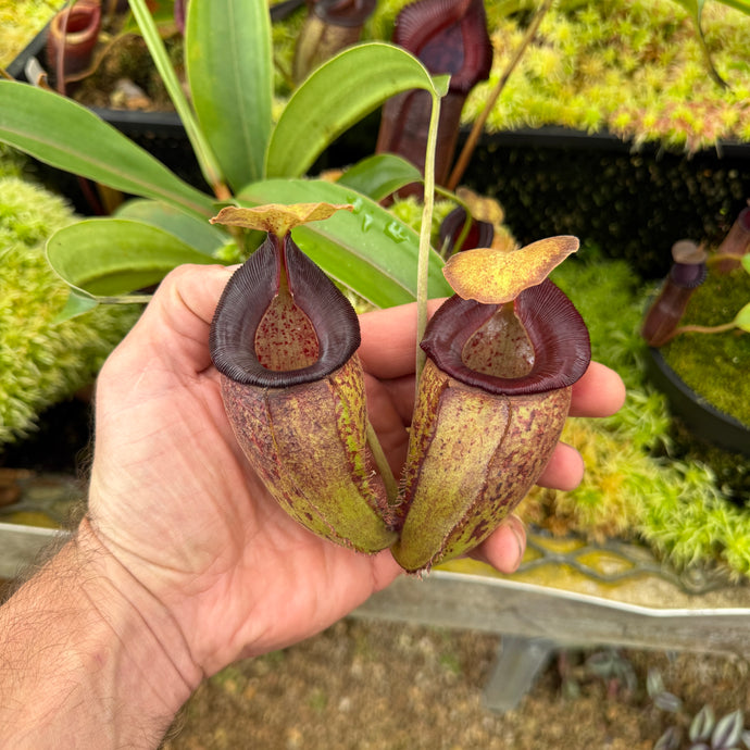 N. talangensis x bongso