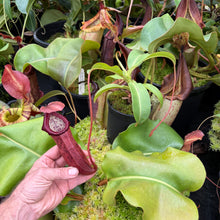 Load image into Gallery viewer, #6 N. northiana x [(lowii x veitchii) x boschiana]
