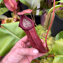 Load image into Gallery viewer, #6 N. northiana x [(lowii x veitchii) x boschiana]
