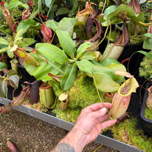Load image into Gallery viewer, N. northiana x veitchii -Bario  large
