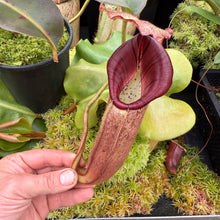 Load image into Gallery viewer, #8 N. (veitchii x burbidgeae) x {[(lowii x veitchii) x boschiana] x [(veitchii x maxima) x veitchii]} RE-0005
