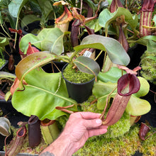 Load image into Gallery viewer, #8 N. (veitchii x burbidgeae) x {[(lowii x veitchii) x boschiana] x [(veitchii x maxima) x veitchii]} RE-0005
