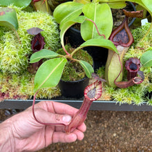 Load image into Gallery viewer, #2 N. (LVBxVMV) x {[(lowii x veitchii) x boschiana]  x burbidgeae} RE-0024
