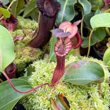 Load image into Gallery viewer, #2 N. (LVBxVMV) x {[(lowii x veitchii) x boschiana]  x burbidgeae} RE-0024

