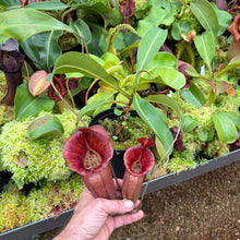 Load image into Gallery viewer, N.  {[(lowii x veitchii) x boschiana] x [(veitchii x maxima) x veitchii]} (C) x (spathulata x jacquelineae) RE-0013
