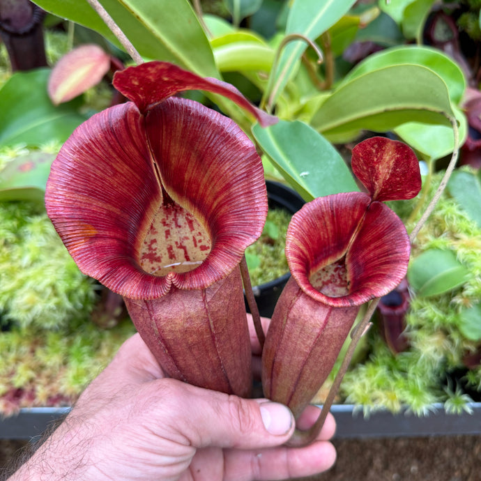 N.  {[(lowii x veitchii) x boschiana] x [(veitchii x maxima) x veitchii]} (C) x (spathulata x jacquelineae) RE-0013