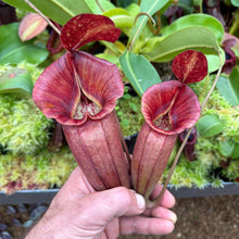 Load image into Gallery viewer, N.  {[(lowii x veitchii) x boschiana] x [(veitchii x maxima) x veitchii]} (C) x (spathulata x jacquelineae) RE-0013
