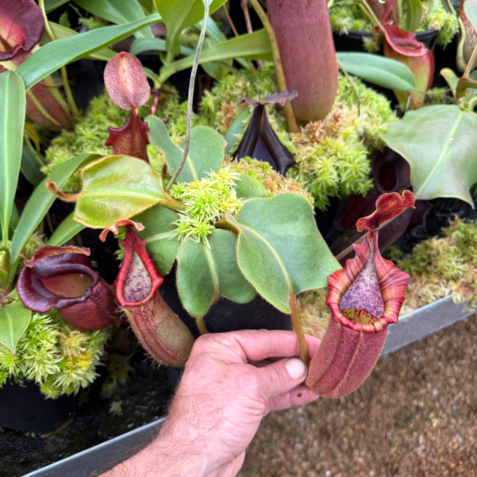 #2 N. (glandulifera x veitchii) x (truncata x veitchii) (m) - red  RE-0096