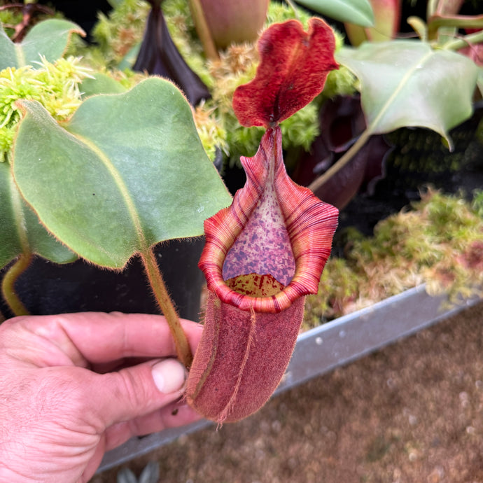 #2 N. (glandulifera x veitchii) x (truncata x veitchii) (m) - red  RE-0096