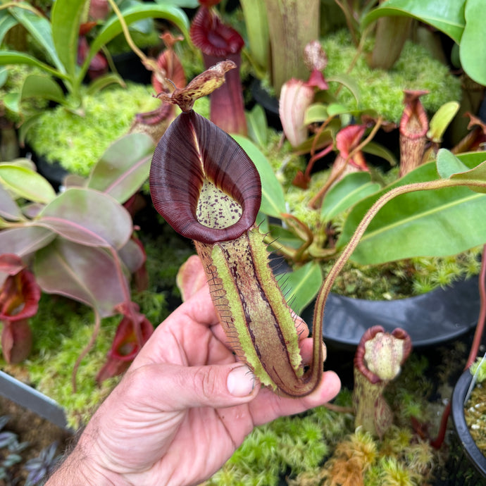 #9 N. (veitchii x burbidgeae) x {[(lowii x veitchii) x boschiana] x [(veitchii x maxima) x veitchii]} RE-0005 (Copy)