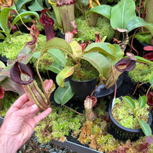 Load image into Gallery viewer, #9 N. (veitchii x burbidgeae) x {[(lowii x veitchii) x boschiana] x [(veitchii x maxima) x veitchii]} RE-0005 (Copy)
