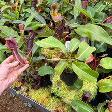 Load image into Gallery viewer, #3 N. (LVBxVMV) x {[(lowii x veitchii) x boschiana]  x burbidgeae} RE-0024
