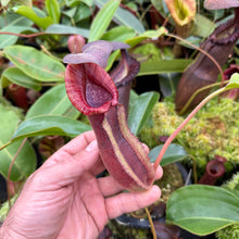 Load image into Gallery viewer, #3 N. (LVBxVMV) x {[(lowii x veitchii) x boschiana]  x burbidgeae} RE-0024
