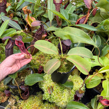 Load image into Gallery viewer, #2 N. (LVBxVMV) x {[(lowii x veitchii) x boschiana]  x burbidgeae} RE-0024
