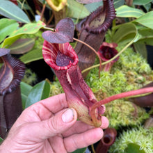 Load image into Gallery viewer, #2 N. (LVBxVMV) x {[(lowii x veitchii) x boschiana]  x burbidgeae} RE-0024
