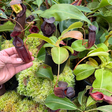 Load image into Gallery viewer, #2 N. [(lowii x veitchii) x boschiana] x (izumieae x veitchii) RE-0025
