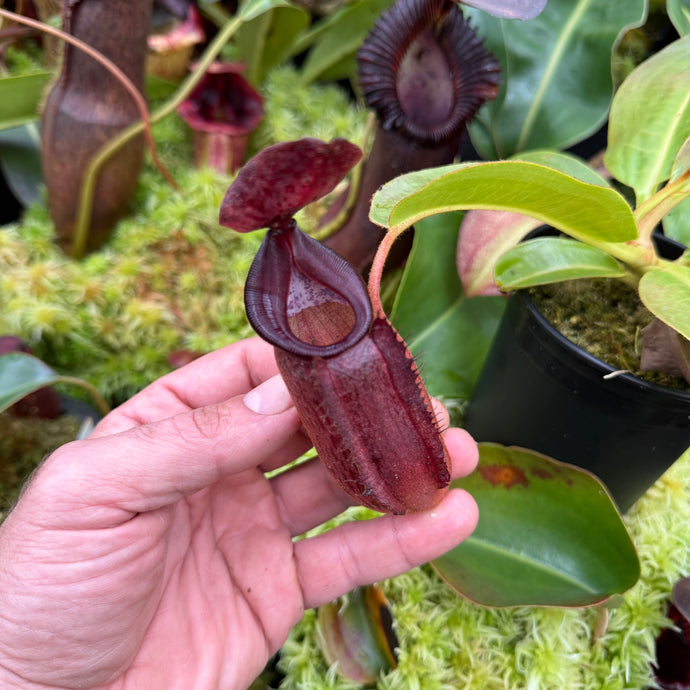 #2 N. [(lowii x veitchii) x boschiana] x (izumieae x veitchii) RE-0025