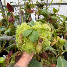 Load image into Gallery viewer, #1 N. northiana x veitchii &#39;Candy Dreams&#39; RE-0095
