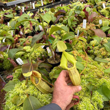 Load image into Gallery viewer, N. veitchii (k) - gold x (spathulata x jacquelineae)EP Rooted Cuttings
