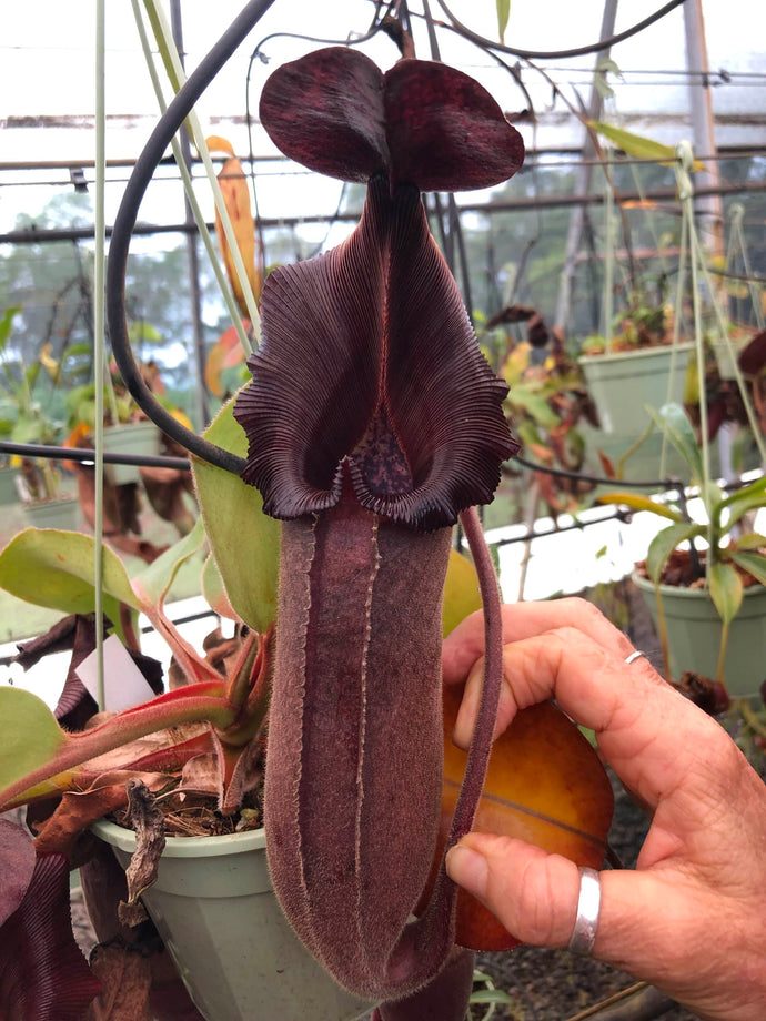 #19 N. nebularum x [(veitchii x maxima) x veitchii] EP SPECIMEN