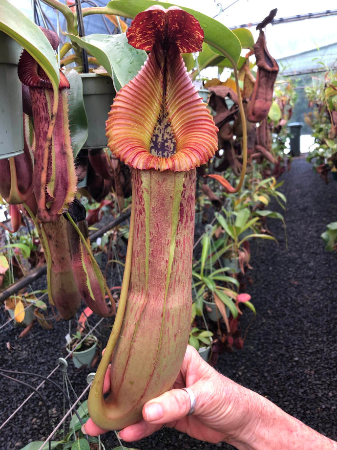 #23 N. ([(Rokko ‘Exotica’ x boschiana) x veitchii] x {maxima x [(stenophylla x lowii) x (Rokko x veitchii)]}) x edwardsiana EP SPECIMEN