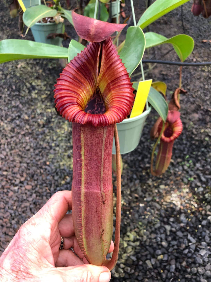 #50 N. {[(lowii x boschiana) x veitchii] x [(veitchii x maxima) x veitchii]} x edwardsiana EP SPECIMEN