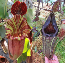 Load image into Gallery viewer, N. [(lowii x veitchii) x boschiana] – squat x eymae – Tambusisi EP medium
