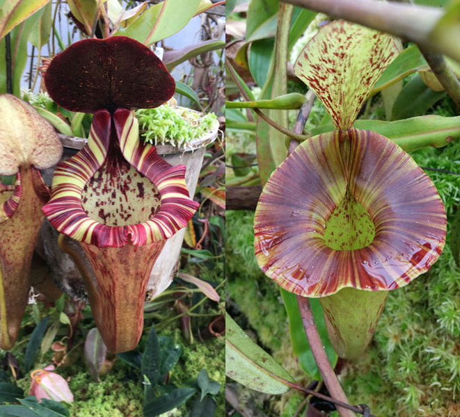 Nepenthes [(lowii x veitchii) x Tiveyi] x platychila - Redleaf