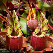 Load image into Gallery viewer, N. veitchii 'Geoff Wong' x ‘Ruffles’ RE-0176
