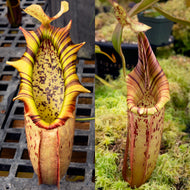 N. northiana x (mollis x veitchii) RE-0130 New Release!