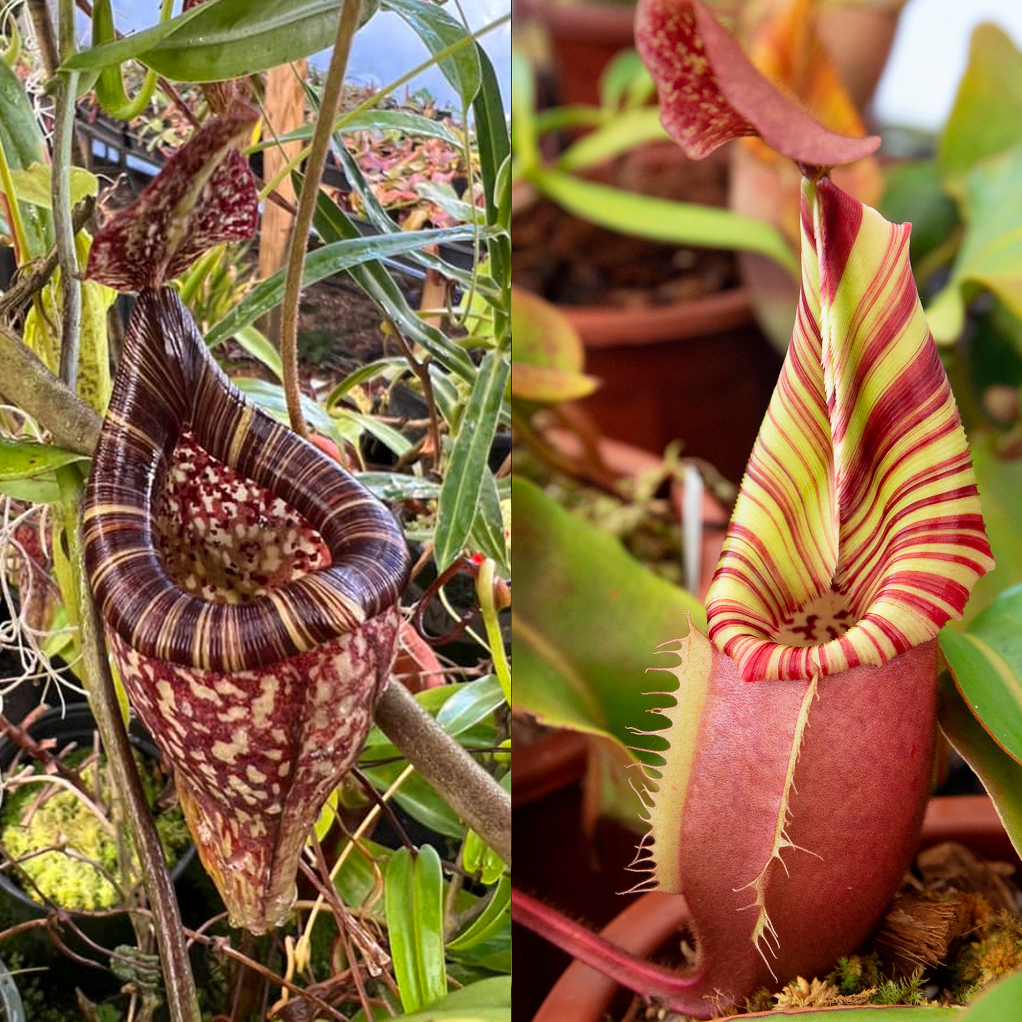 Nepenthes northiana x veitchii (m) - squat red, striped