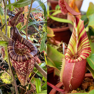 Nepenthes vogelii x veitchii ‘Red Tiger’ - Redleaf Exotics