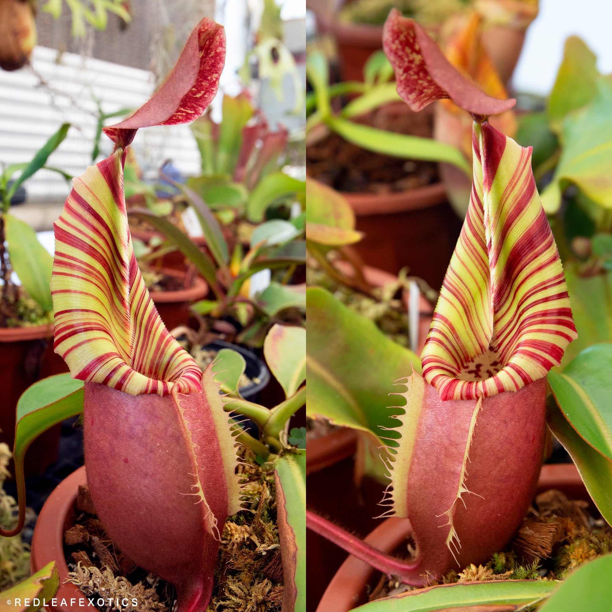 Nepenthes Veitchii (k) - Long Neck X (m) - Redleaf Exotics – RedLeaf ...