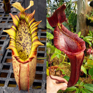 Nepenthes northiana x {lowii x [truncata x (spectabilis x northiana)]} - Redleaf Exotics