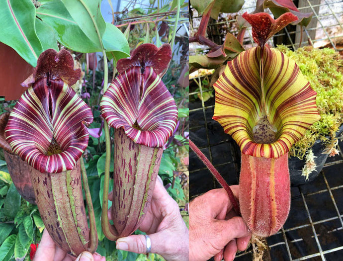 N. ([Rokko ‘Exotica’ x boschiana) x veitchii] x {maxima x [(stenophylla x lowii) x (Rokko x veitchii)]}) x [(veitchii x maxima) x veitchii] EP Small