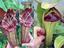 Load image into Gallery viewer, #30 N. ([Rokko ‘Exotica’ x boschiana) x veitchii] x {maxima x [(stenophylla x lowii) x (Rokko x veitchii)]}) x (chaniana x ephippiata) EP
