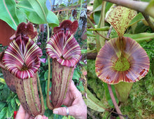 Load image into Gallery viewer, N. ([Rokko ‘Exotica’ x boschiana) x veitchii] x {maxima x [(stenophylla x lowii) x (Rokko x veitchii)]}) x platychila EP
