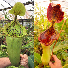 Load image into Gallery viewer, Nepenthes (truncata x campanulata) x (lowii x truncata) ‘Giant’ - Redleaf Exotics
