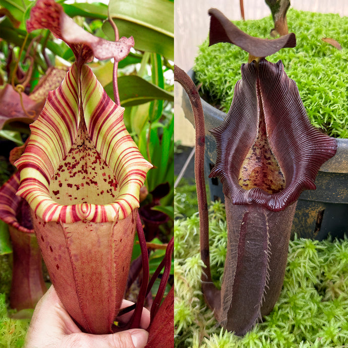 N. (veitchii x burbidgeae) x nebularum RE-0164
