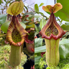 Load image into Gallery viewer, SEED  N. truncata [(h) - squat x (h) - squat] RE-3006
