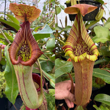 Load image into Gallery viewer, SEED  N. truncata [(c) - giant x Reddish Leaves] RE-3008
