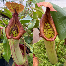 Load image into Gallery viewer, SEED  N. truncata [(c) - giant x (c) - giant, Best Male] RE-3009
